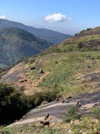 NP Hike with endangered species Nilgiri Tahr‼️