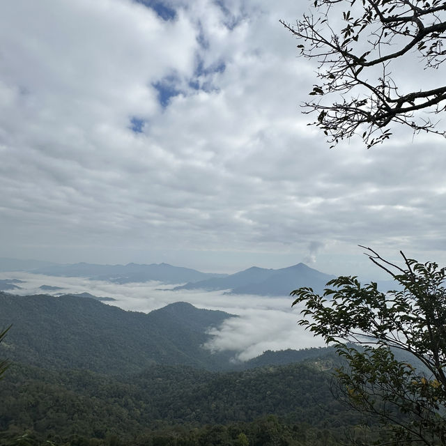 Amazing ทะเลหมอก ที่ดอยผาตั้ง จังหวัดเชียงราย
