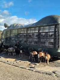 Kyushu Wildlife African Safari 🐆🐃🦬🦌🦓🐘🦒