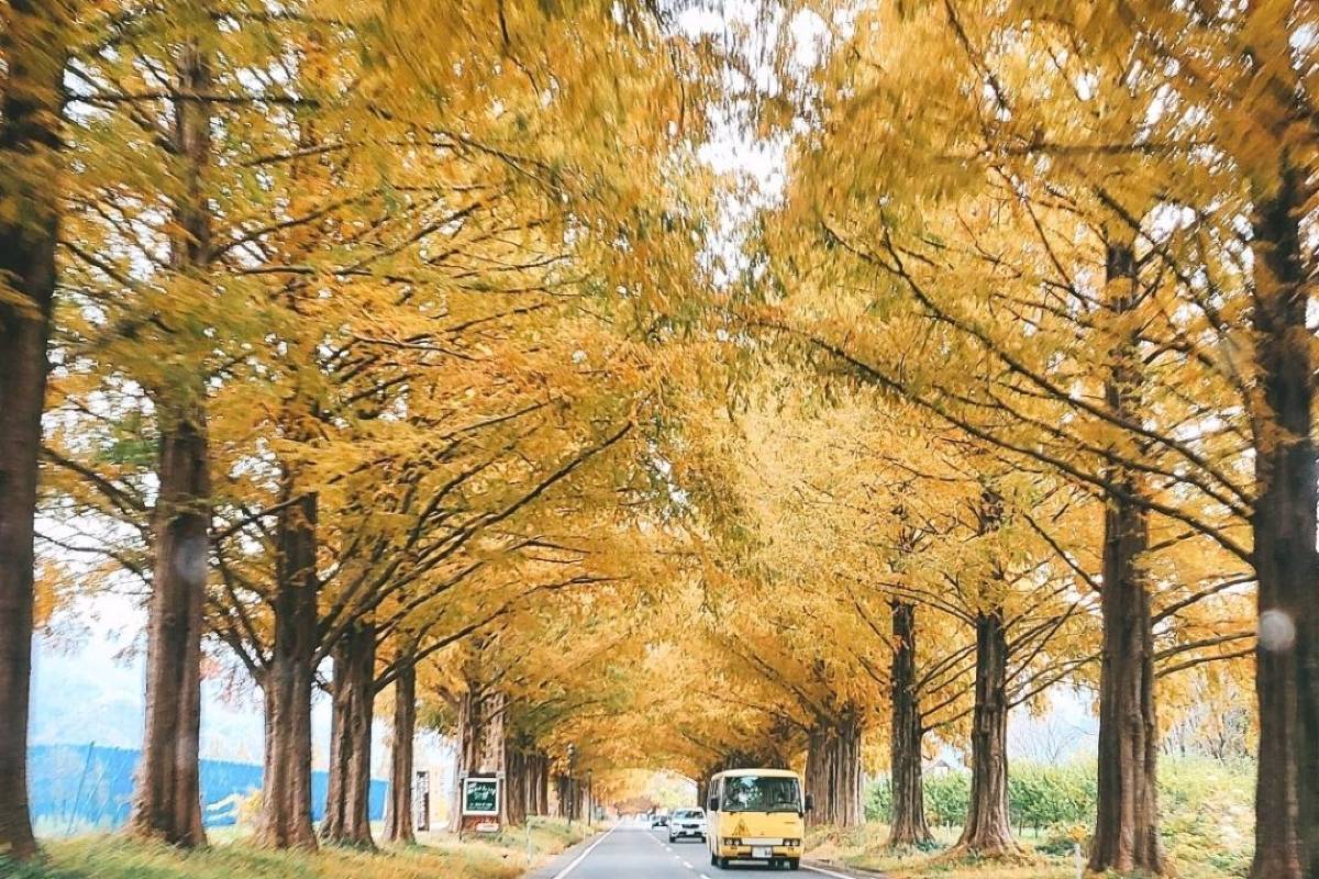 メタセコイア並木