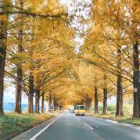 滋賀　高島市🌳メタセコイヤ並木