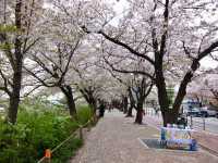 Cherry Blossoms Aren’t Just in Japan, Seoul Has Them Too: Yeouido Hangang Park