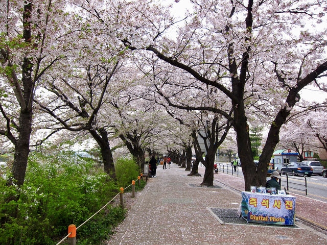 Cherry Blossoms Aren’t Just in Japan, Seoul Has Them Too: Yeouido Hangang Park