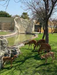 Have fun at the Dubai safari park ✨