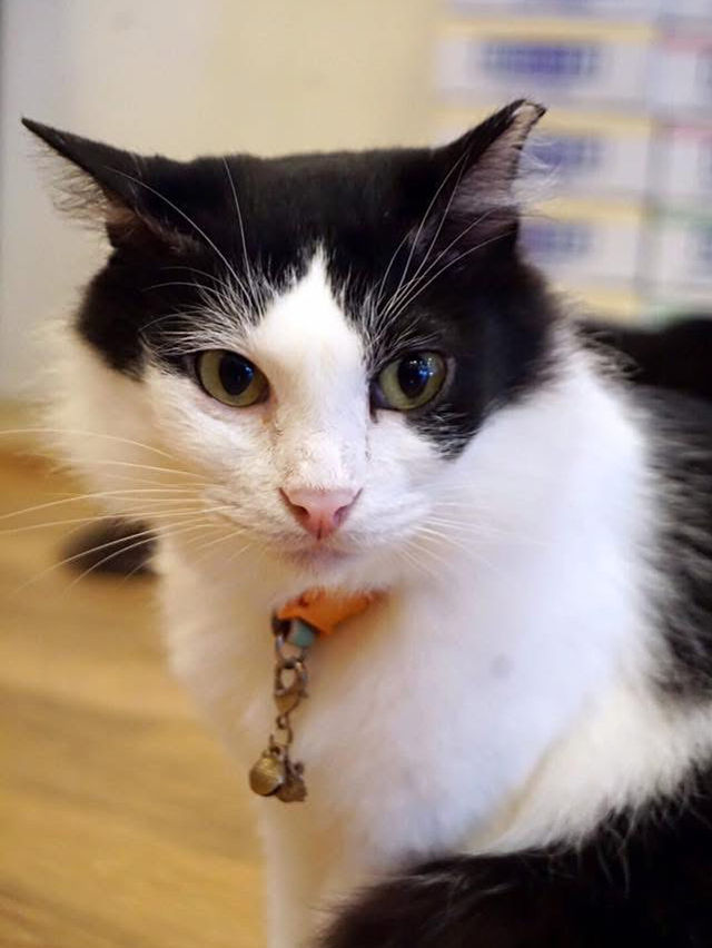 A Purr-fect Afternoon with a Dozen Cats at The Cat Café Bugis