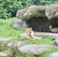 A Safari in the City: Majestic Creatures and Lush Landscapes at Singapore Zoo