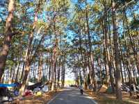 กางเตนท์ ลานสน @ อุทยานแห่งชาติภูหินร่องกล้า