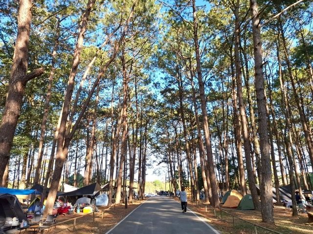 กางเตนท์ ลานสน @ อุทยานแห่งชาติภูหินร่องกล้า