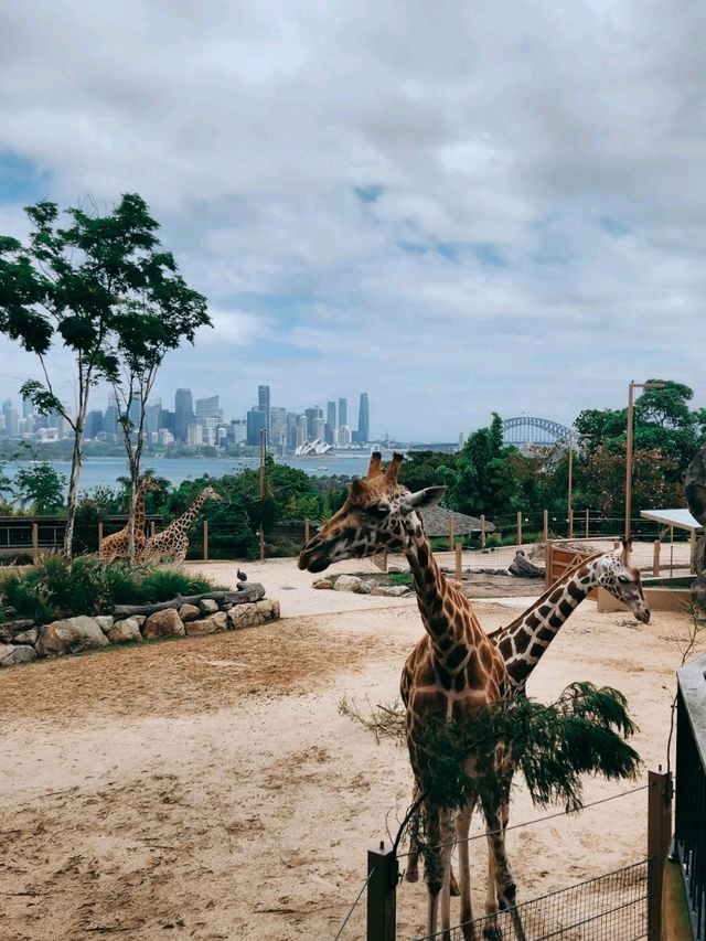 Discovering the highlights of Sydney: The Opera House and Taronga Zoo