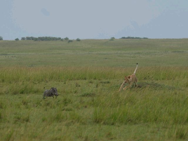 肯尼亞草原獵食者