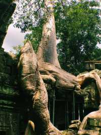 Nature’s Masterpiece at Ta Prohm