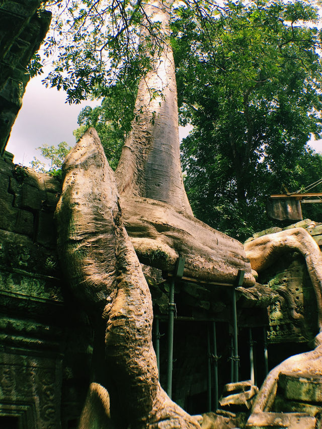 Nature’s Masterpiece at Ta Prohm