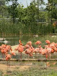 Bird Paradise Singapore: A Must-Visit for Nature & Wildlife Lovers