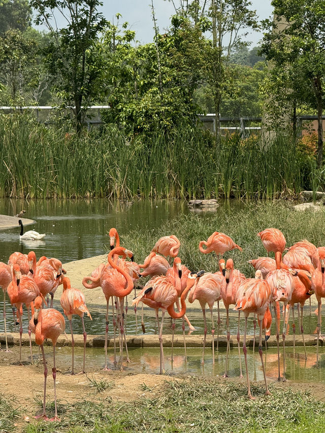 Bird Paradise Singapore: A Must-Visit for Nature & Wildlife Lovers
