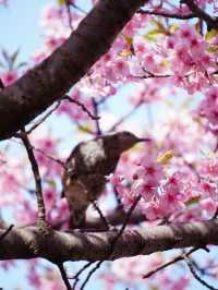 【神奈川×三浦海岸】桜、菜の花、電車のshot！お得きっぷを使って・・一足早く春旅へ・・