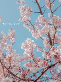 【新宿御苑】3月は早咲きの桜でお花見！梅の花も見ごろを迎えてます