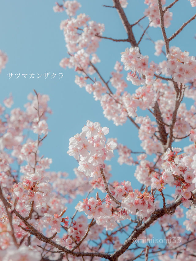 【新宿御苑】3月は早咲きの桜でお花見！梅の花も見ごろを迎えてます
