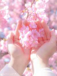 🌸 Matsuda Sakura Festival 🌸