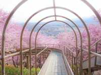 🌸 Matsuda Sakura Festival 🌸