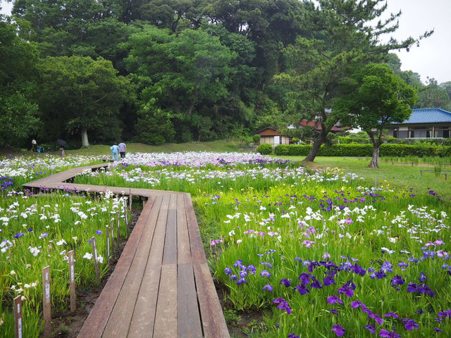 【千葉・佐倉】佐倉城址公園の菖蒲🌿✨