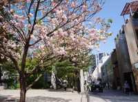 東京代代木公園的櫻花輕聲輕語