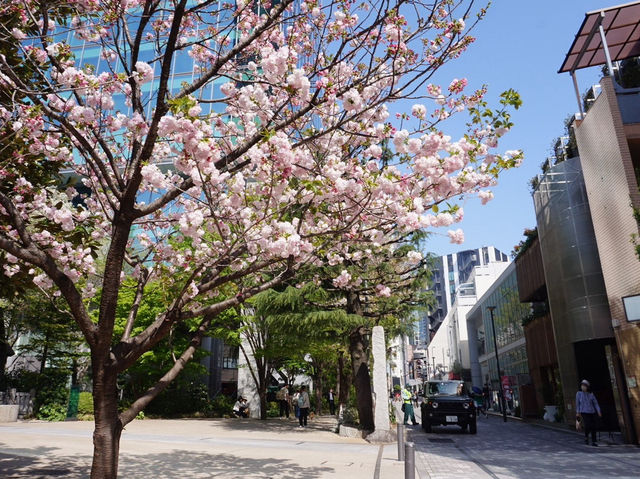 東京代代木公園的櫻花輕聲輕語