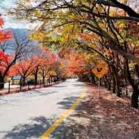 Naejangsan National Park