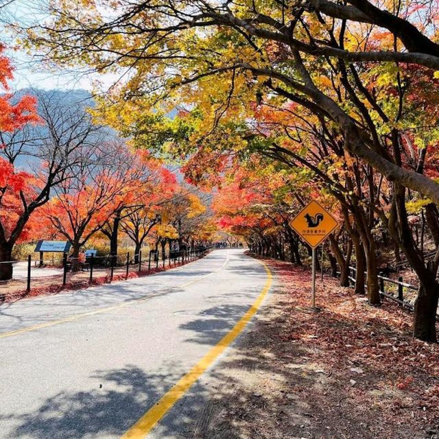 Naejangsan National Park
