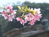 What would it be like if you visit Wulai in the spring?🌿