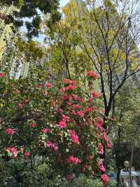 長沙灣元洲邨元樂樓簕杜鵑桃紅隧道：都市中的浪漫花海🌸🌺