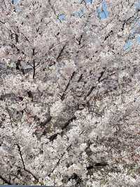 韓國🇰🇷 釜山 三樂生態公園賞櫻🌸