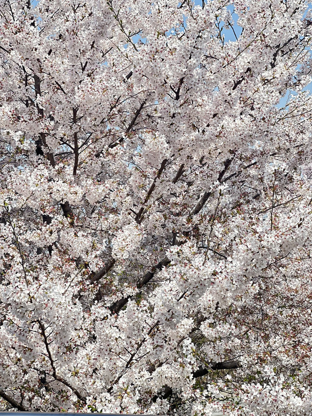 韓國🇰🇷 釜山 三樂生態公園賞櫻🌸