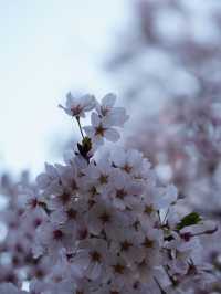 【栃木×春の那須旅】13万本の水仙と桜のコラボが見られる公園