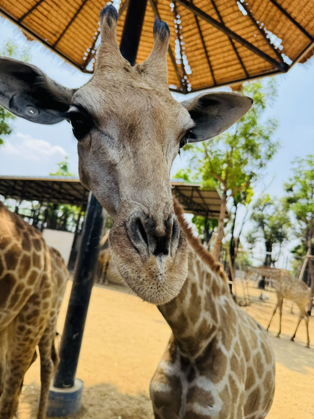 泰國🇹🇭大城動物園