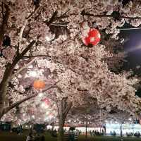 🌸 **仙台西公園櫻花觀賞遊覽分享** 🌸