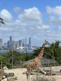 Taronga Zoo Sydney