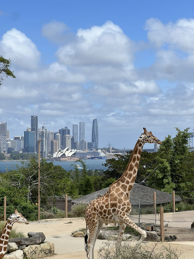Taronga Zoo Sydney