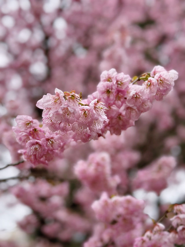 🌸Sakura Season Magic🌸: Where to See Japan’s Most Stunning Blooms