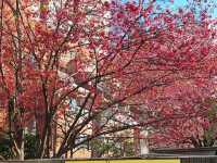 東京賞櫻🌸 藏前神社