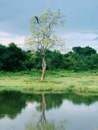 Wild safari magic in Udalawawe 