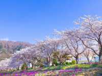 Chasing Sakura at Lake Kawaguchiko