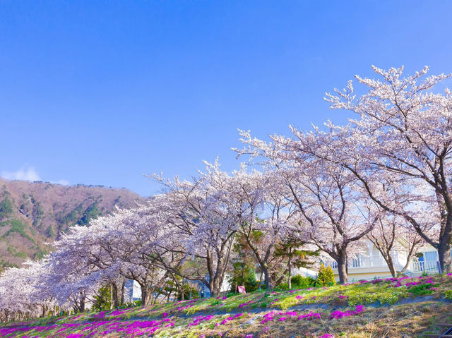 Chasing Sakura at Lake Kawaguchiko