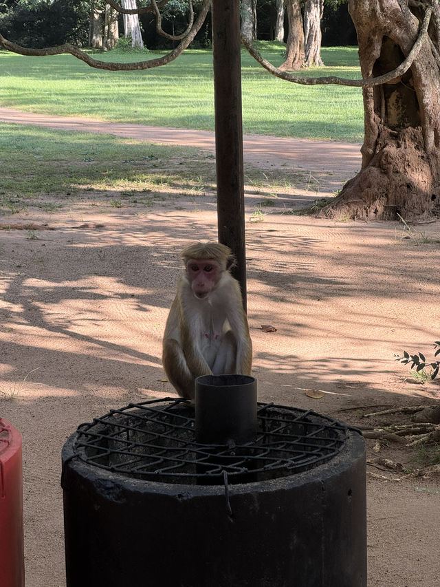 Sri Lanka: A Little Island with a Lot to Offer