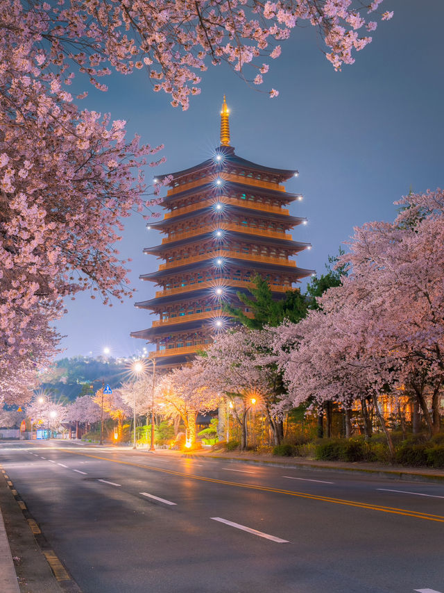 다음주 벚꽃으로 가득한 경주🌸벚꽃명소 모음🌸