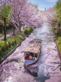 Chasing Sakura at Kyoto Fushimi Jikkoku Bune
