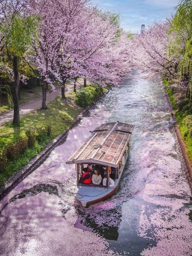 Chasing Sakura at Kyoto Fushimi Jikkoku Bune
