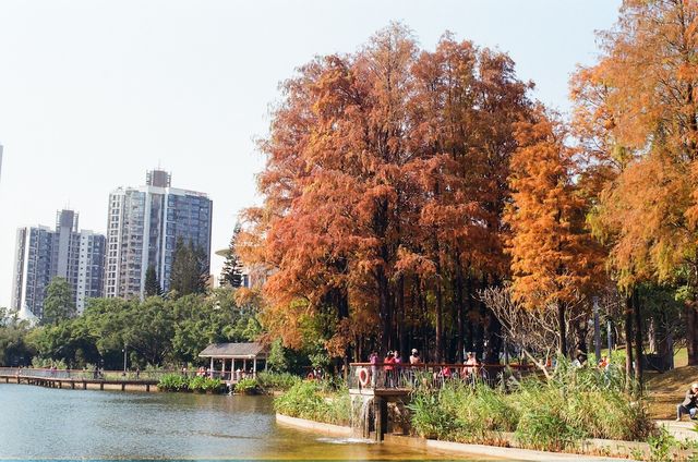 Urban Community at the Sihai Park in Shenzhen 