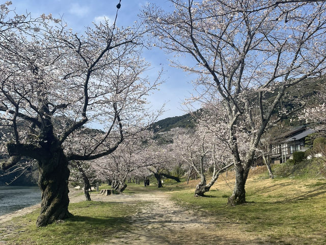 【錦帯橋】