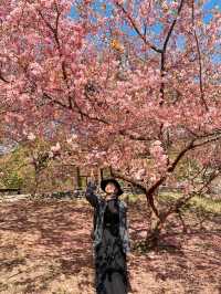 Best place for cherry blossom bloom in Taichung 💐🌸