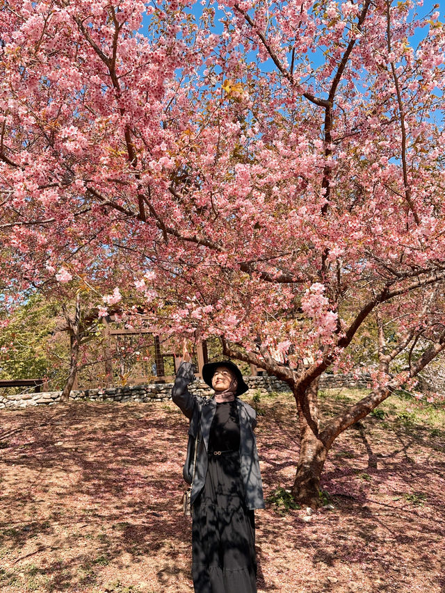 Best place for cherry blossom bloom in Taichung 💐🌸